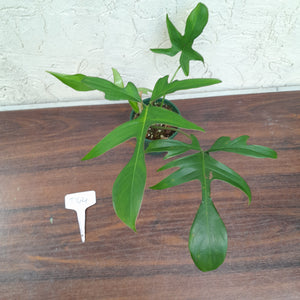 #D44 Philodendron Glad Hands