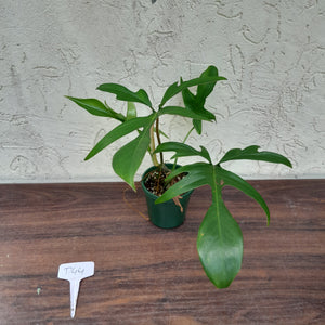 #D44 Philodendron Glad Hands