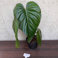 Load image into Gallery viewer, #D64 Two x Headed Philodendron El Guapo