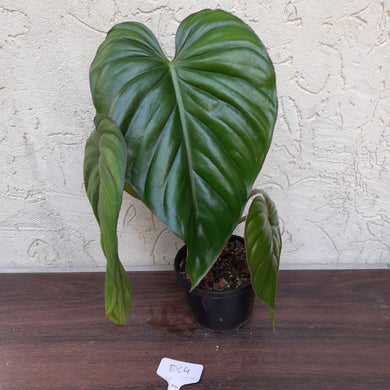 #D64 Two x Headed Philodendron El Guapo