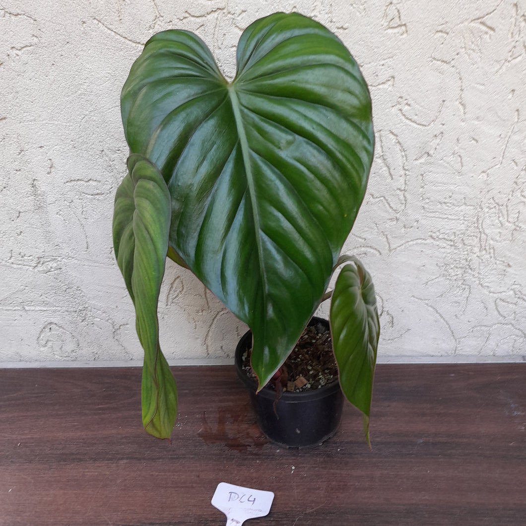 #D64 Two x Headed Philodendron El Guapo