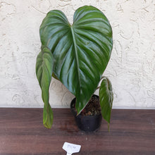 Load image into Gallery viewer, #D64 Two x Headed Philodendron El Guapo