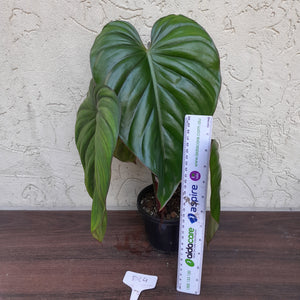 #D64 Two x Headed Philodendron El Guapo