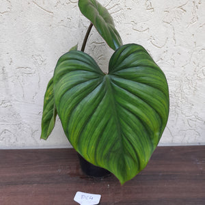 #D64 Two x Headed Philodendron El Guapo