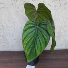 Load image into Gallery viewer, #D64 Two x Headed Philodendron El Guapo