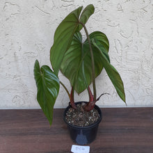Load image into Gallery viewer, #D64 Two x Headed Philodendron El Guapo