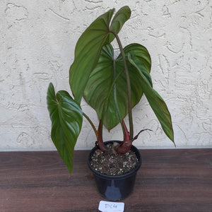 #D64 Two x Headed Philodendron El Guapo
