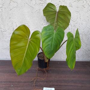#D23 Philodendron Jose Buono x Pastazanum