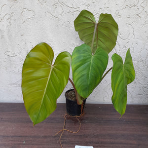 #D23 Philodendron Jose Buono x Pastazanum