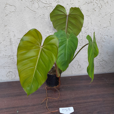 #D23 Philodendron Jose Buono x Pastazanum