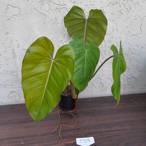 #D23 Philodendron Jose Buono x Pastazanum