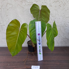 Load image into Gallery viewer, #D23 Philodendron Jose Buono x Pastazanum
