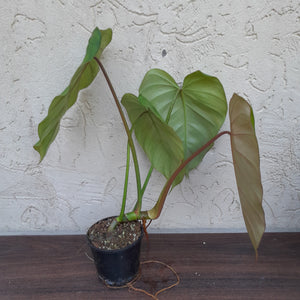 #D23 Philodendron Jose Buono x Pastazanum
