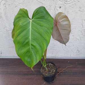 #D23 Philodendron Jose Buono x Pastazanum