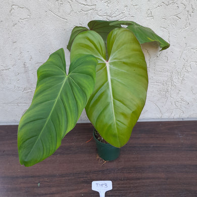 #D53 Philodendron Jose Buono x Pastazanum