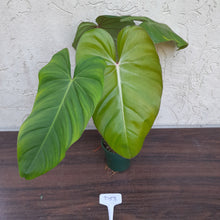 Load image into Gallery viewer, #D53 Philodendron Jose Buono x Pastazanum