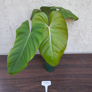 #D53 Philodendron Jose Buono x Pastazanum