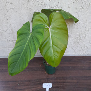 #D53 Philodendron Jose Buono x Pastazanum