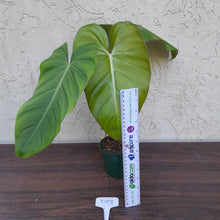 Load image into Gallery viewer, #D53 Philodendron Jose Buono x Pastazanum