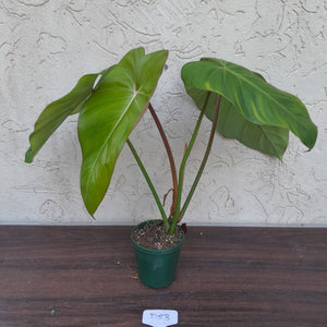 #D53 Philodendron Jose Buono x Pastazanum