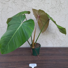 Load image into Gallery viewer, #D53 Philodendron Jose Buono x Pastazanum