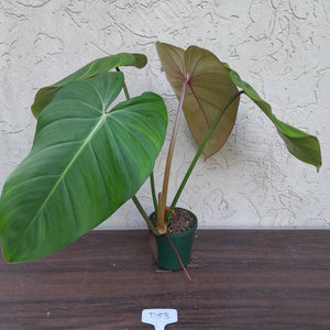 #D53 Philodendron Jose Buono x Pastazanum