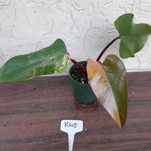 Load image into Gallery viewer, #R45 Philodendron Strawberry Shake
