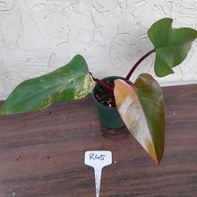 Load image into Gallery viewer, #R45 Philodendron Strawberry Shake