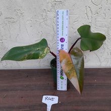 Load image into Gallery viewer, #R45 Philodendron Strawberry Shake