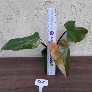 #R45 Philodendron Strawberry Shake