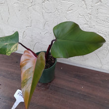 Load image into Gallery viewer, #R45 Philodendron Strawberry Shake