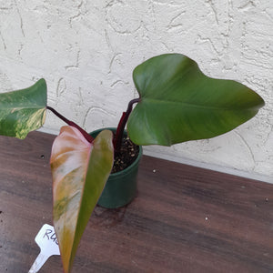 #R45 Philodendron Strawberry Shake