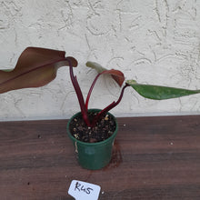 Load image into Gallery viewer, #R45 Philodendron Strawberry Shake