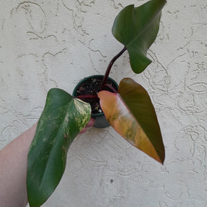 #R45 Philodendron Strawberry Shake