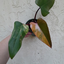 Load image into Gallery viewer, #R45 Philodendron Strawberry Shake