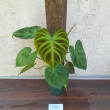Load image into Gallery viewer, #D26 Philodendron Verrucosum