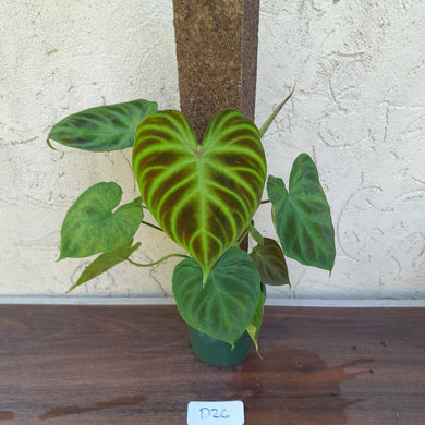 #D26 Philodendron Verrucosum
