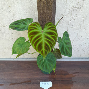 #D26 Philodendron Verrucosum