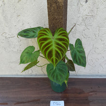 Load image into Gallery viewer, #D26 Philodendron Verrucosum