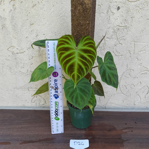 #D26 Philodendron Verrucosum