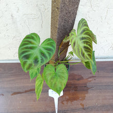 Load image into Gallery viewer, #D26 Philodendron Verrucosum