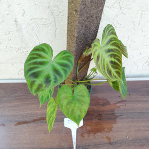 #D26 Philodendron Verrucosum
