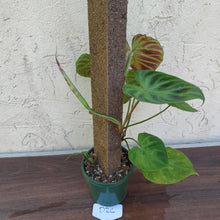 Load image into Gallery viewer, #D26 Philodendron Verrucosum