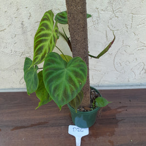 #D26 Philodendron Verrucosum