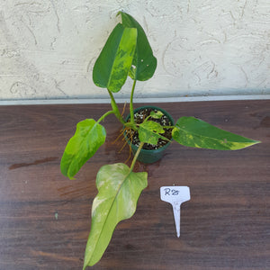 #R25 Variegated Philodendron Domesticum