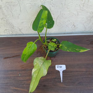 #R25 Variegated Philodendron Domesticum