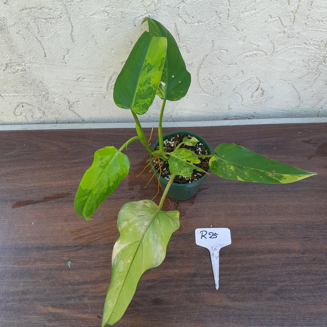 #R25 Variegated Philodendron Domesticum