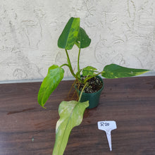 Load image into Gallery viewer, #R25 Variegated Philodendron Domesticum