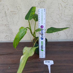 #R25 Variegated Philodendron Domesticum