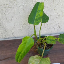 Load image into Gallery viewer, #R25 Variegated Philodendron Domesticum